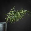 Hill Interiors Eucalyptus Nicholii Spray x 6 stems .
