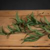 Hill Interiors Eucalyptus Nicholii Spray x 6 stems . - Image 3