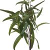 Hill Interiors Eucalyptus Nicholii Spray x 6 stems . - Image 5