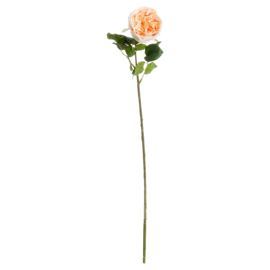 Hill Interiors Butter Portland Rose x3 Stems