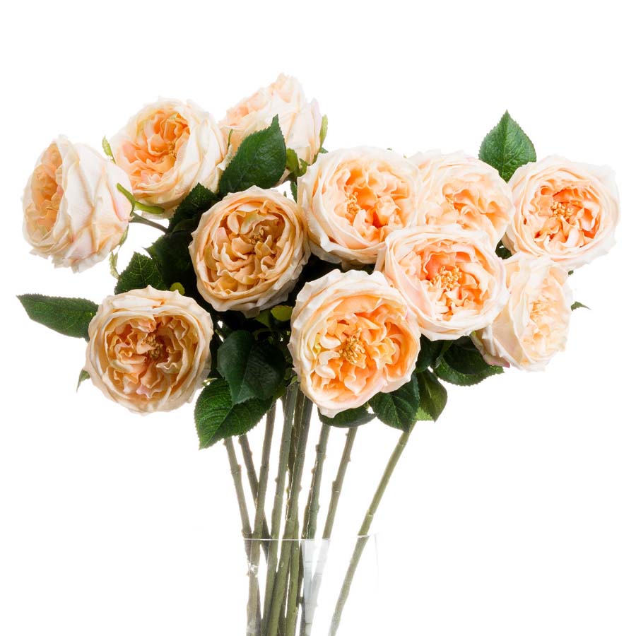 Hill Interiors Butter Portland Rose x3 Stems