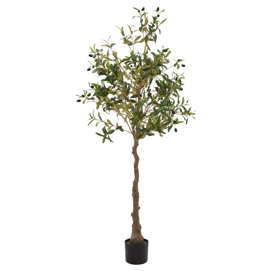 Hill Interiors Calabria Olive Tree