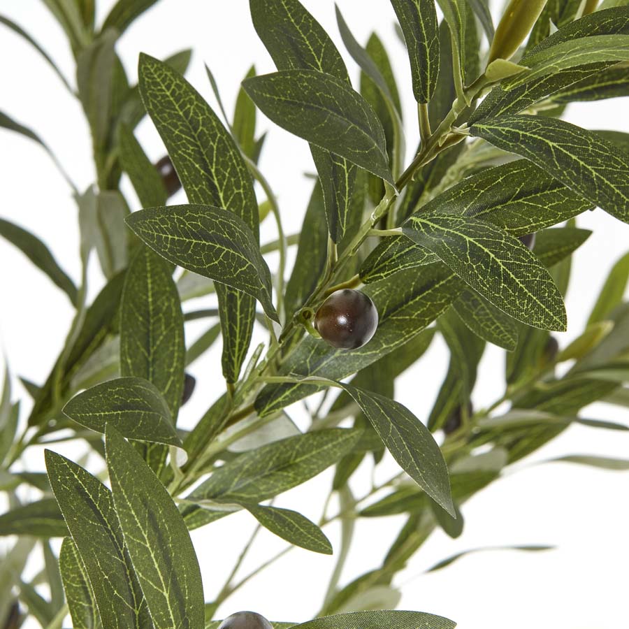 Hill Interiors Apulia Olive Tree In White Pot 180Cm