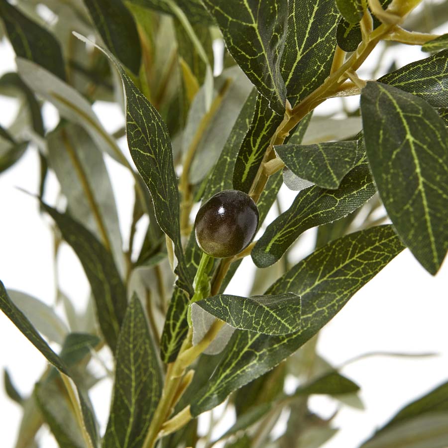 Hill Interiors Apulia Olive Tree In White Pot 210Cm