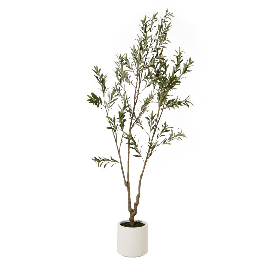 Hill Interiors Apulia Olive Tree In White Pot 210Cm