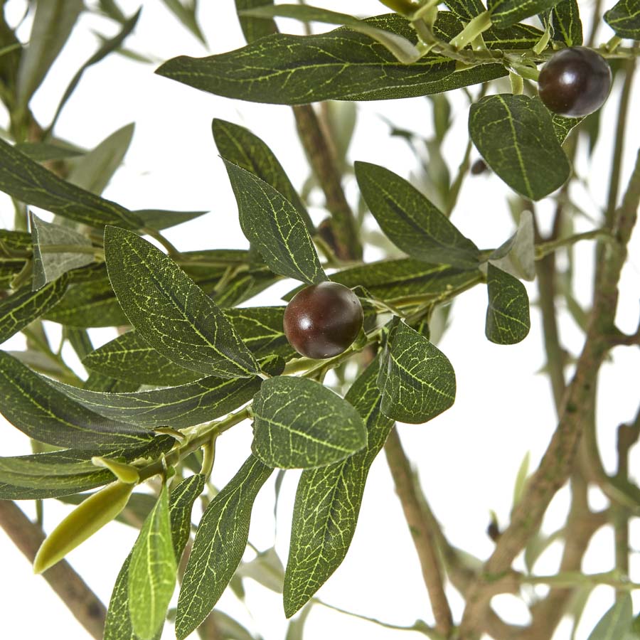 Hill Interiors Apulia Olive Tree In White Pot 240Cm