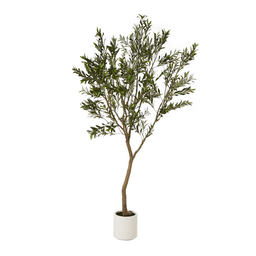 Hill Interiors Apulia Olive Tree In White Pot 240Cm