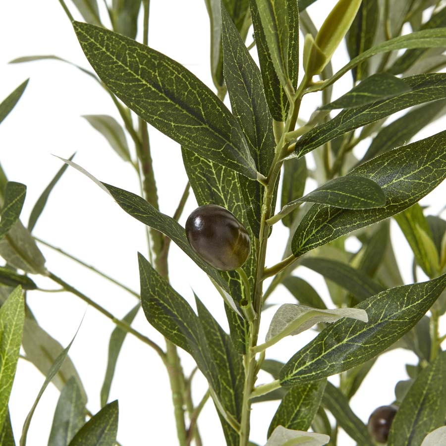 Hill Interiors Apulia Olive Tree In White Pot 150Cm