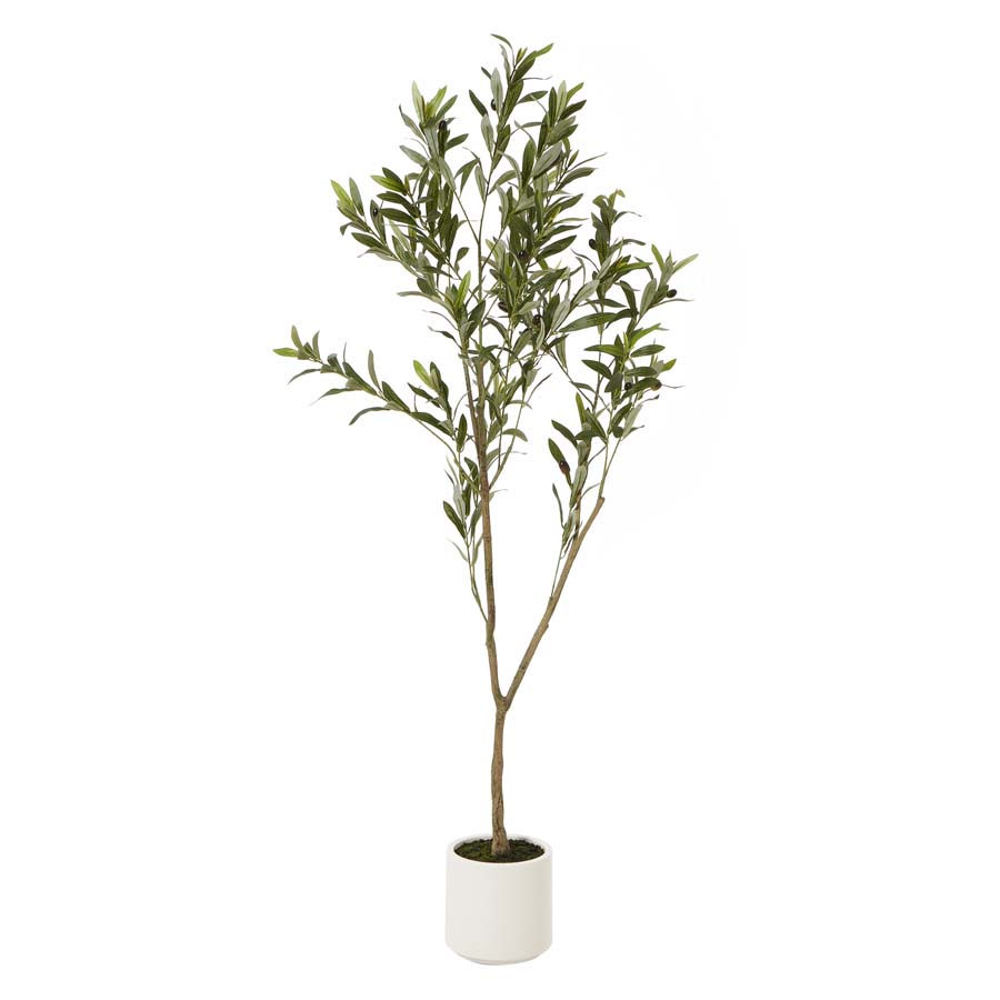 Hill Interiors Apulia Olive Tree In White Pot 150Cm