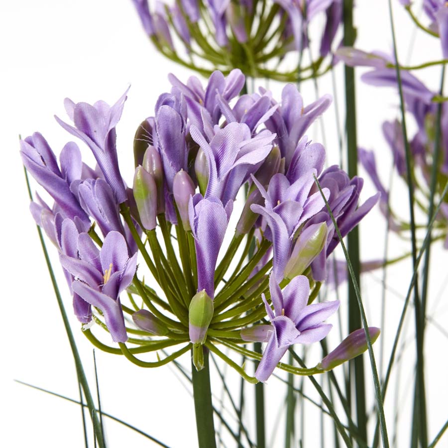 Hill Interiors Large Purple Agapanthus Plant In Pot