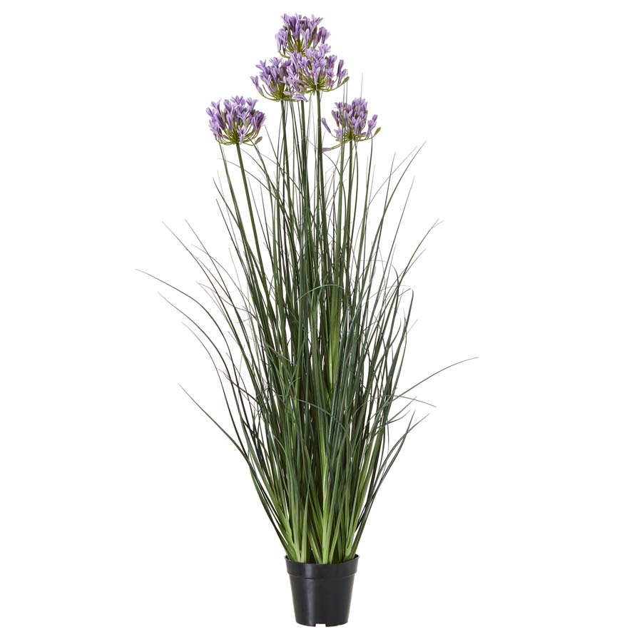 Hill Interiors Large Purple Agapanthus Plant In Pot