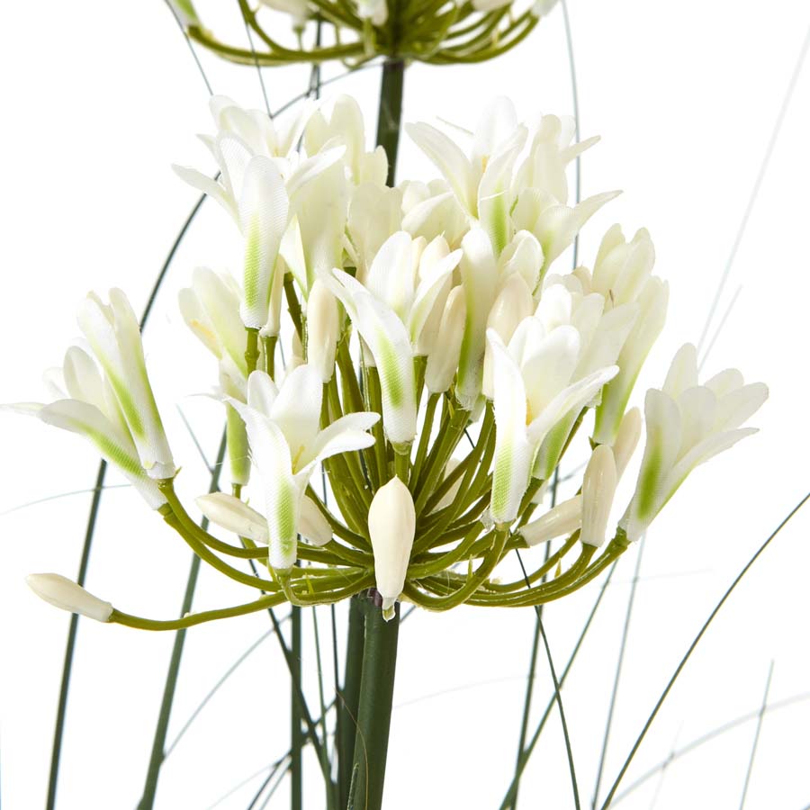 Hill Interiors Large White Agapanthus Plant In Pot