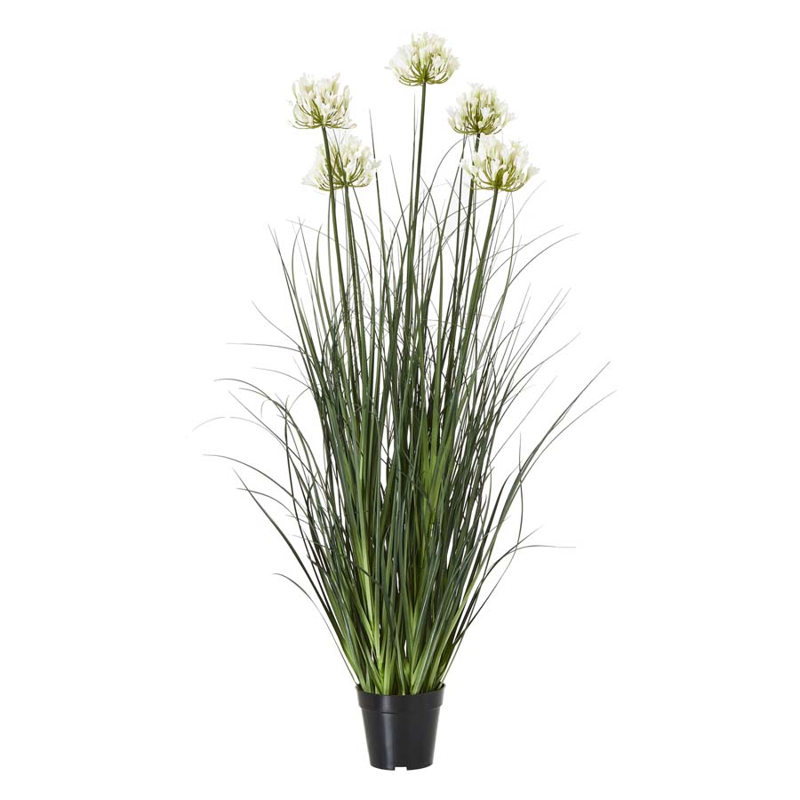 Hill Interiors Large White Agapanthus Plant In Pot
