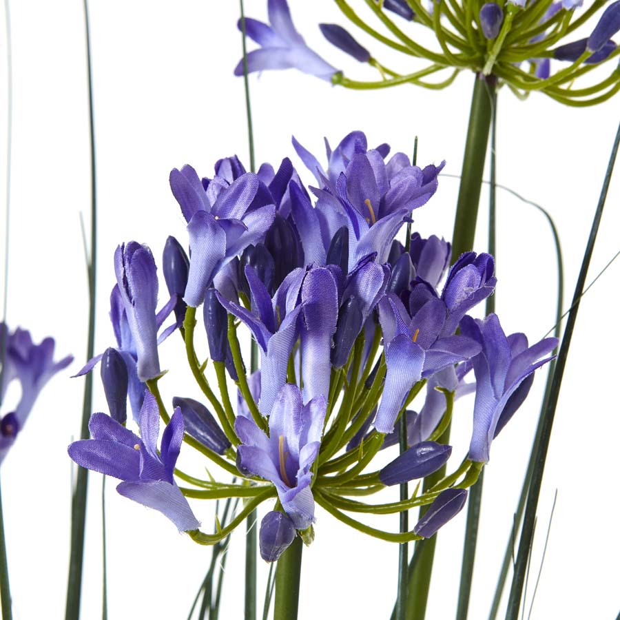 Hill Interiors Large Blue Agapanthus Plant In Pot