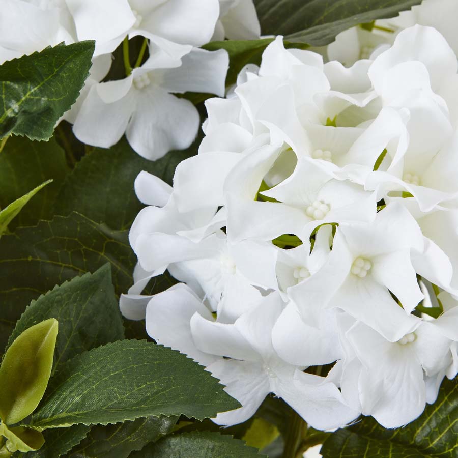 Hill Interiors Medium White Hydrangea Plant In Pot