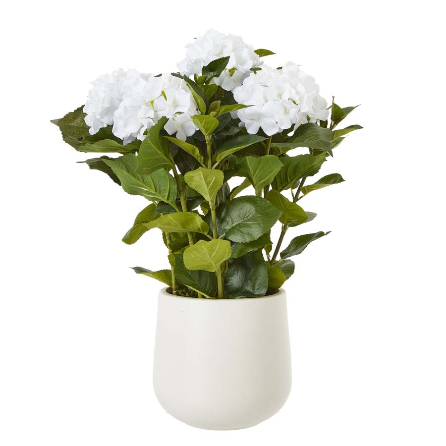 Hill Interiors Medium White Hydrangea Plant In Pot