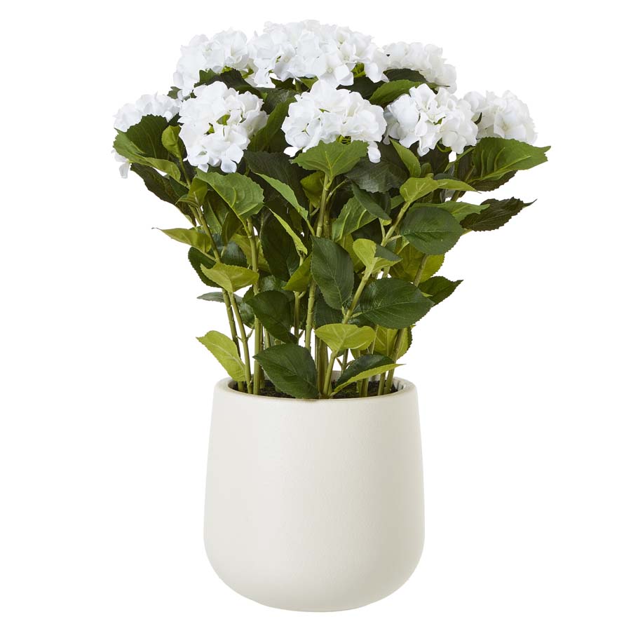 Hill Interiors Large White Hydrangea Plant In Pot