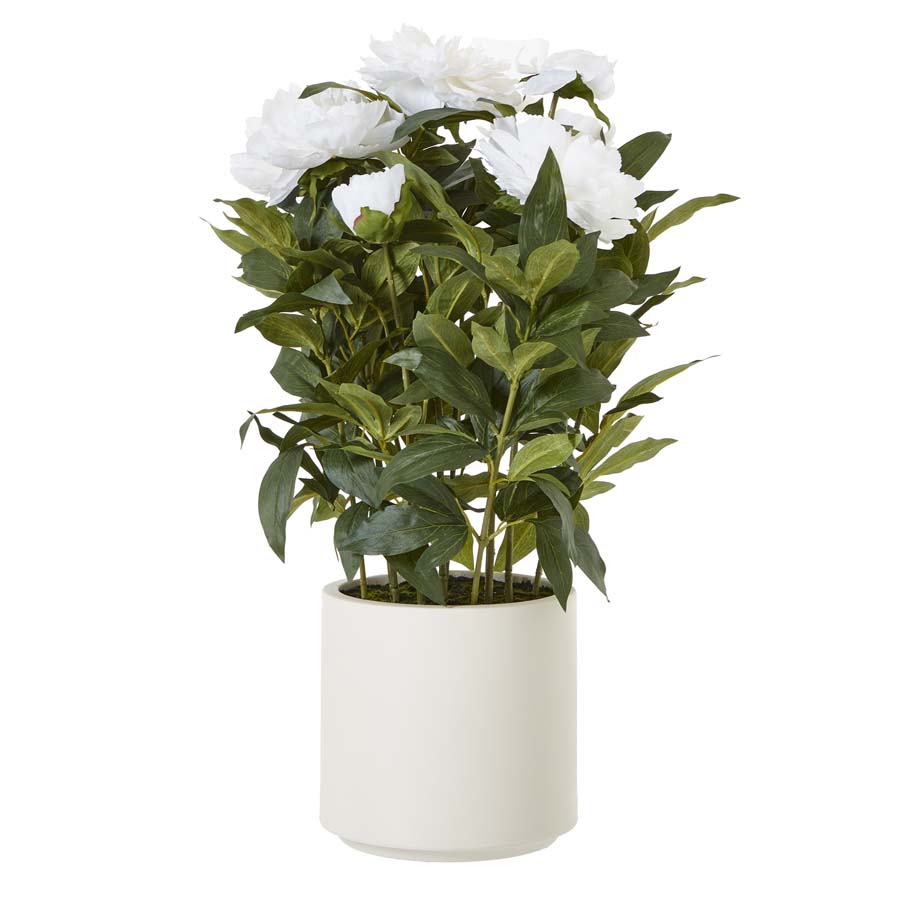 Hill Interiors Large White Peony Plant In Pot