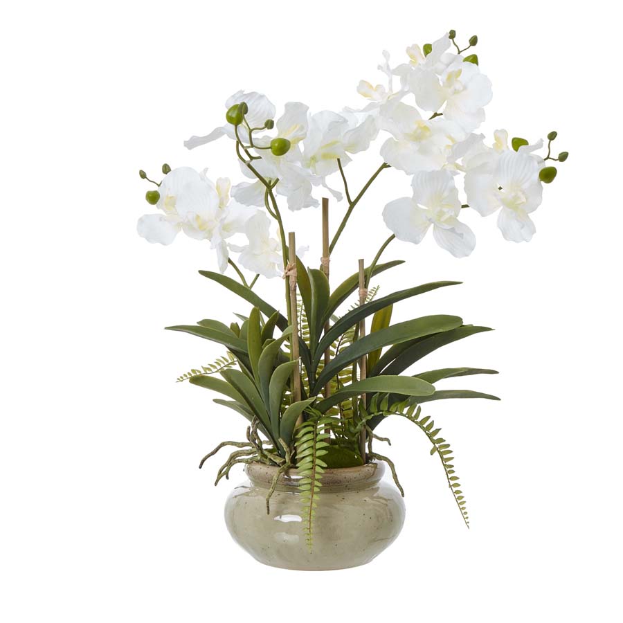 Hill Interiors White Vanda Orchid Plant In Ceramic Pot