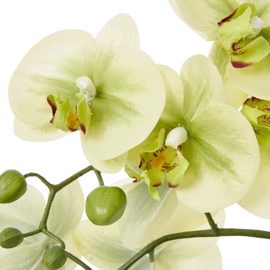 Hill Interiors Medium Green Orchid In Ceramic Pot