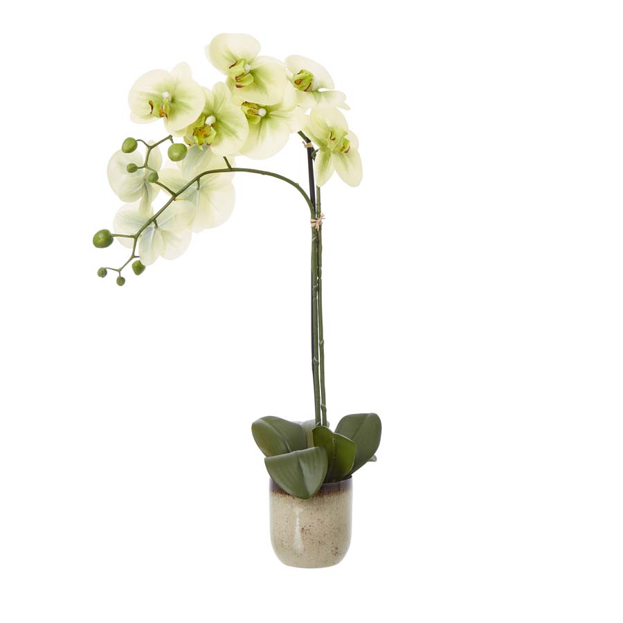 Hill Interiors Medium Green Orchid In Ceramic Pot