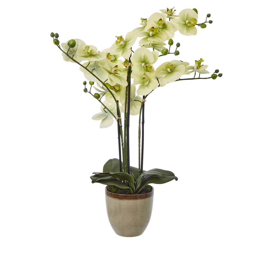 Hill Interiors Extra Large Green Orchid In Ceramic Pot