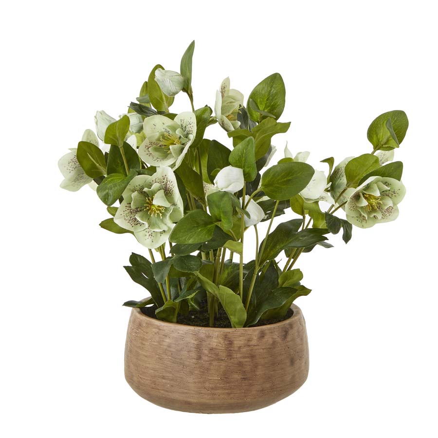 Hill Interiors Green Hellebore Plant In Taupe Pot