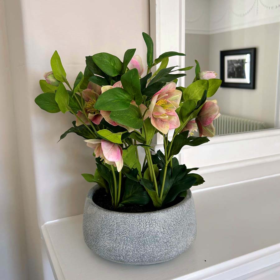 Hill Interiors Variegated Pink Hellebore Plant In Grey Pot