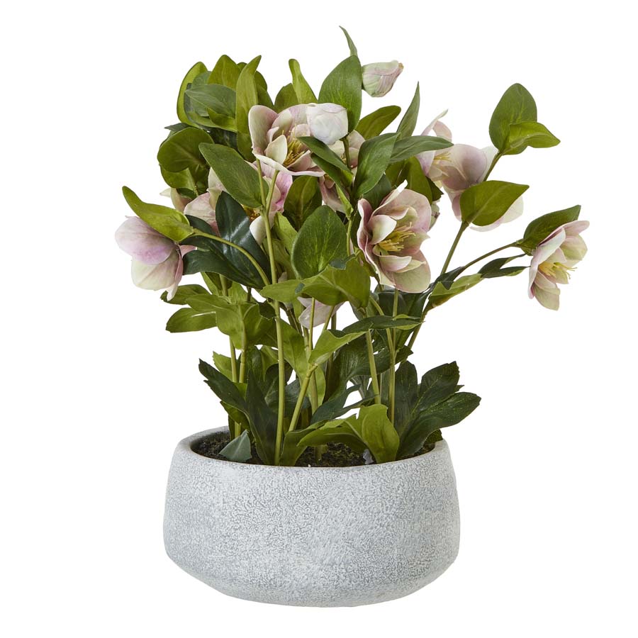 Hill Interiors Variegated Pink Hellebore Plant In Grey Pot
