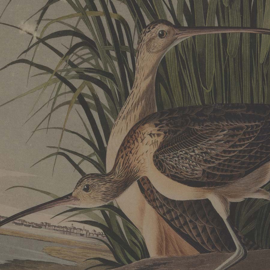 Hill Interiors Flora & Fauna Collection Curlews On Linen In Beaded Frame