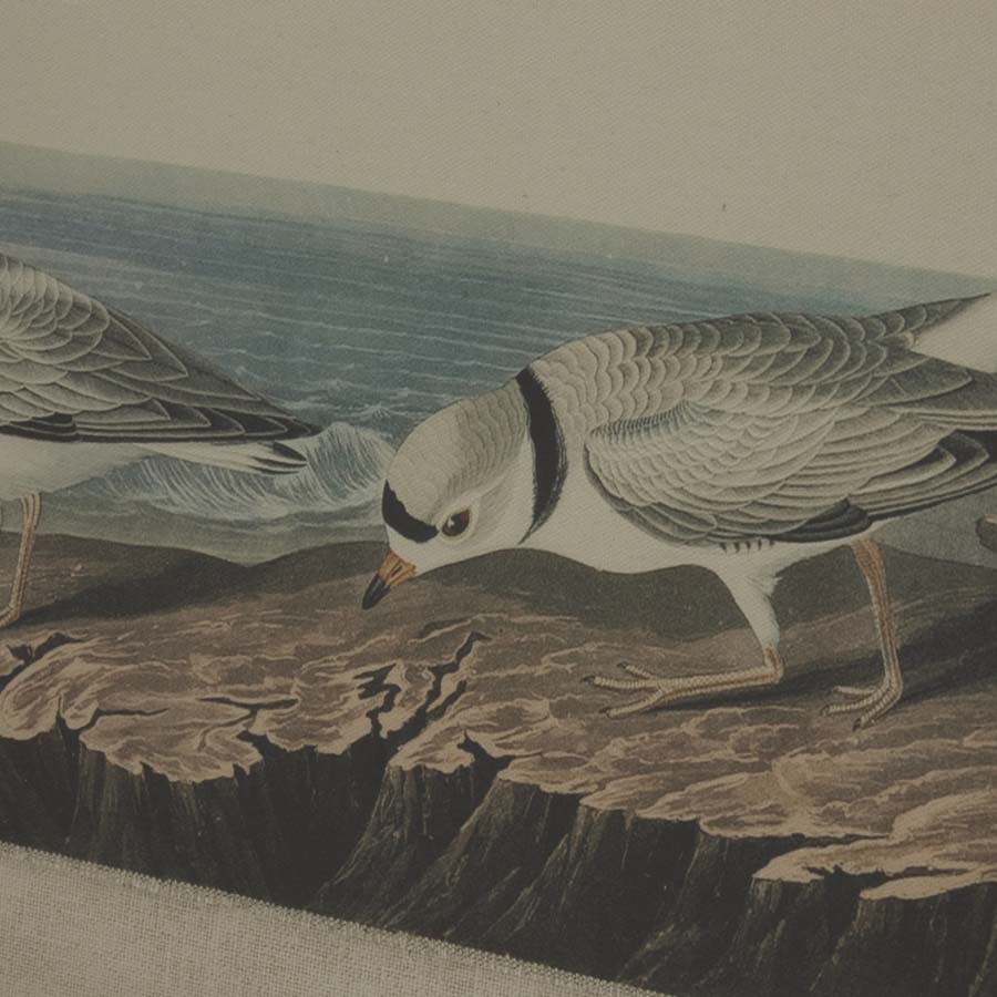 Hill Interiors Flora & Fauna Collection Plovers On Linen In Beaded Frame