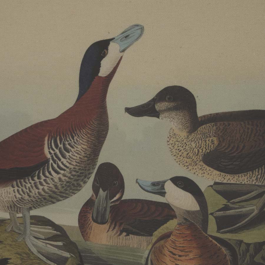 Hill Interiors Flora & Fauna Collection Ducks On Linen In Beaded Frame