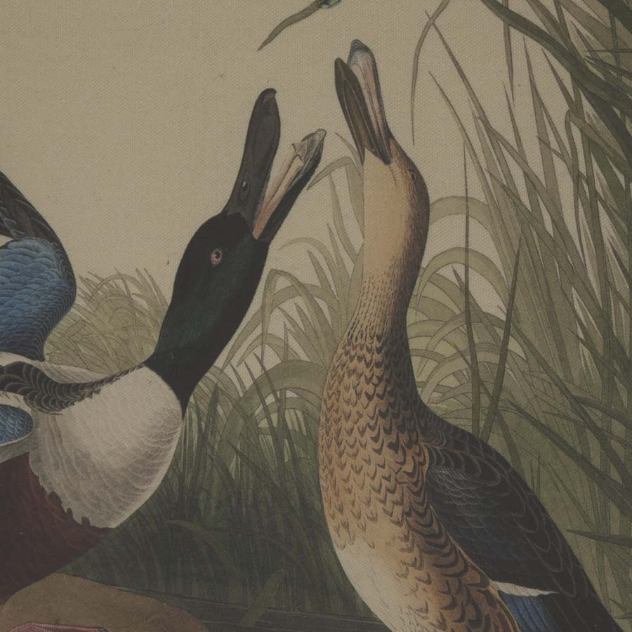 Hill Interiors Flora & Fauna Collection Mallards On Linen In Beaded Frame