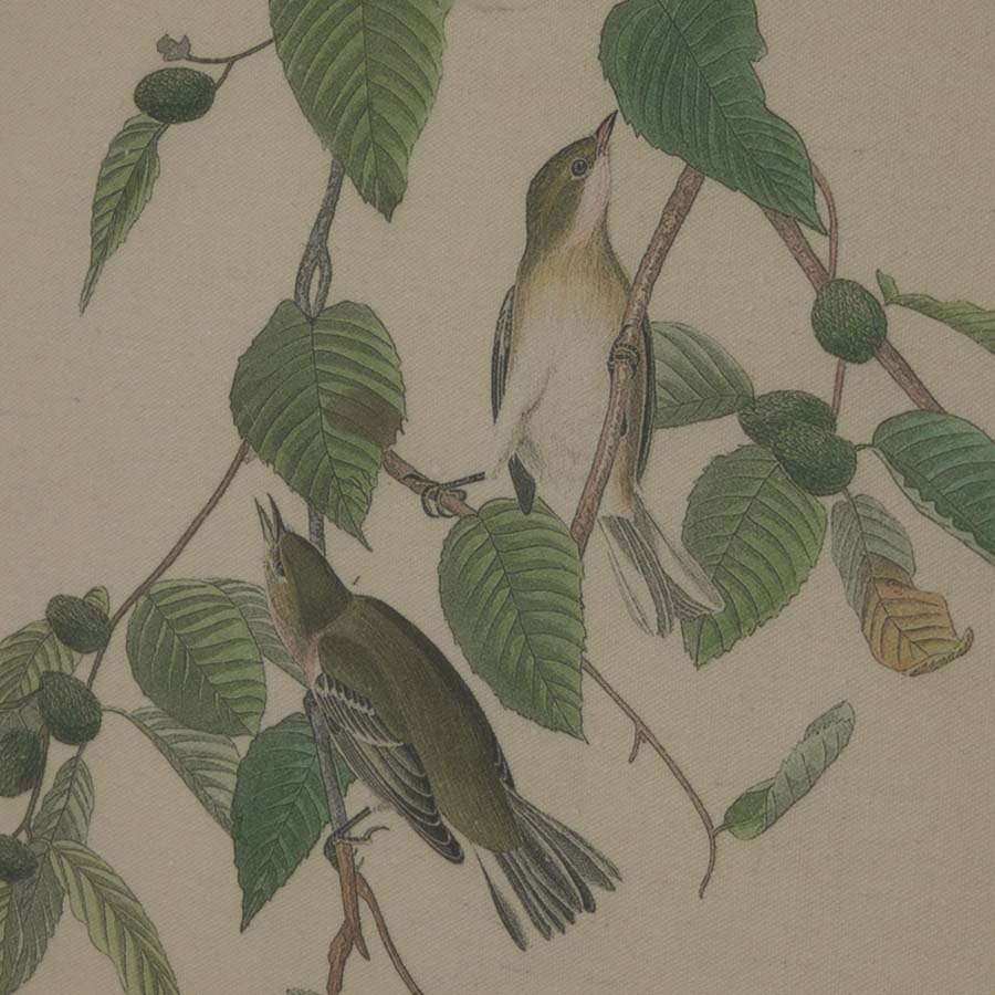 Hill Interiors Flora & Fauna Collection Warblers On Linen In Beaded Frame