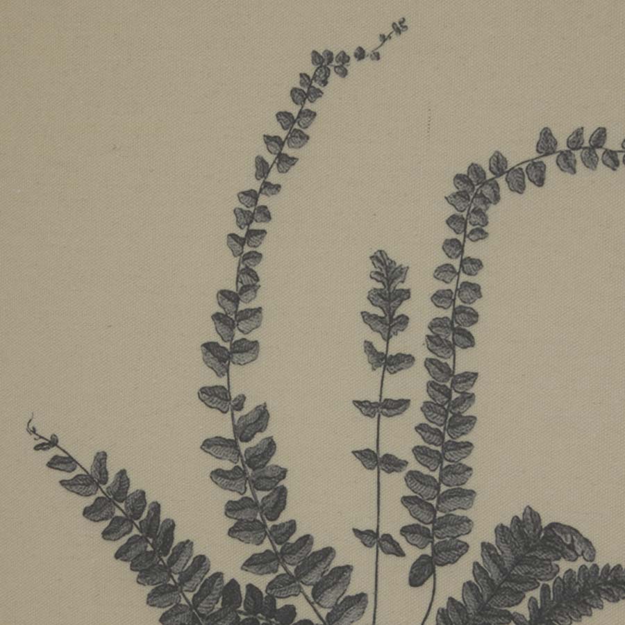 Hill Interiors Flora & Fauna Collection Spleenwort On Linen In Beaded Frame