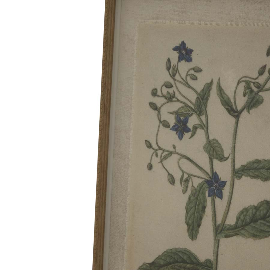 Hill Interiors  Flora & Fauna Collection Borage On Linen In Beaded Frame