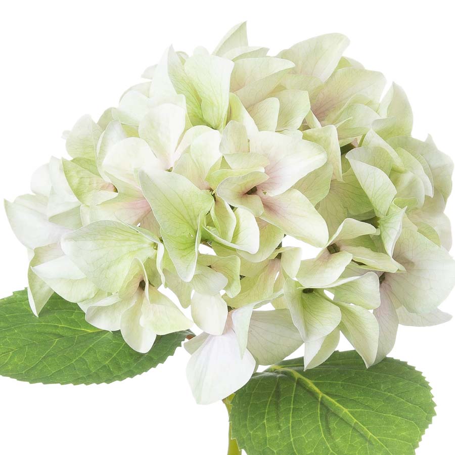 Hill Interiors Shabby Green Single Hydrangea x 3 Stems