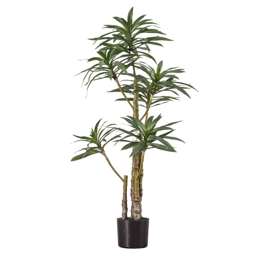 Gallery Interiors Yucca With 6 Heads