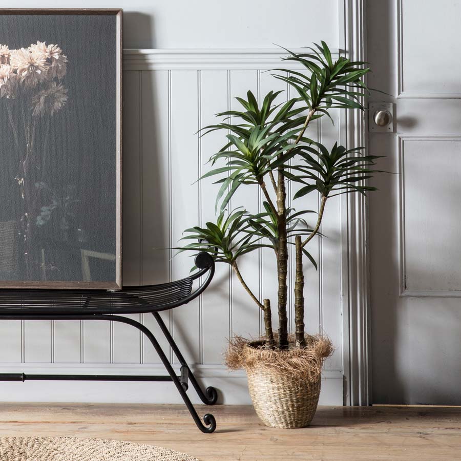 Gallery Interiors Yucca With 6 Heads