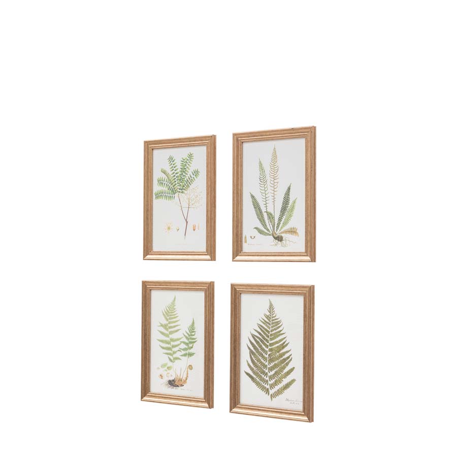 Gallery Interiors Assorted Ferns Framed Art Set of 4